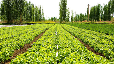 農業生態園建設中存在的一些問題