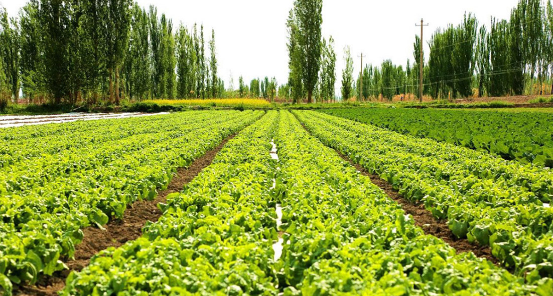 農業生態園圖片